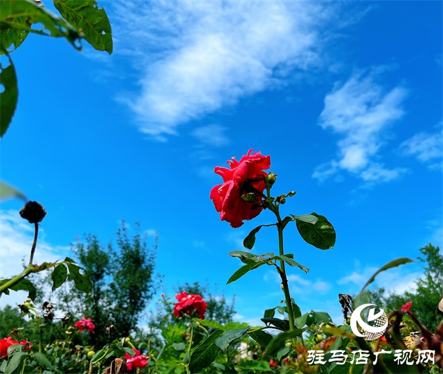 驻马店：天空蓝刷屏 晴热天气回归