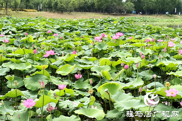 仲夏时节 荷花盛放